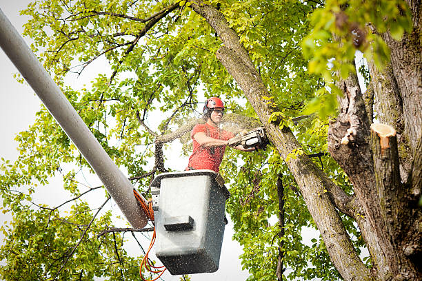 Best Tree Branch Trimming  in Lees Summit, MO